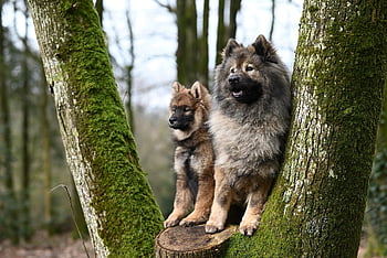 dogs, canine, eurasier Plinn, nature, eurasier, puppy, adorable, mammal, animal