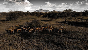 Antilope, Tier, Safari, Afrika, Säugetier, Savanne, Herde, Reservieren, Serengeti Nationalpark, Pflanzenfresser, Tansania