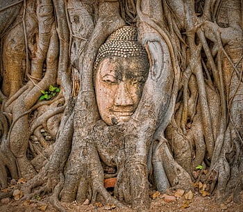 testa di buddha, albero di banyan, wat Mahathat, Ayutthaya, Tailandia, Buddha storico, radici degli alberi, Buddha racchiuso, statua antica, eredità culturale, artefatto religioso