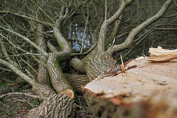 roden, cut Tree, wood Clearing, tree Felling, wood, felling, clearing, nature, tree, tree Trunk, forest
