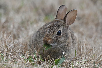 Conejo, orejas largas, orejas de conejo, conejo salvaje, prado, salvaje, conejo de Pascua, piel, animal salvaje, mamífero, animal