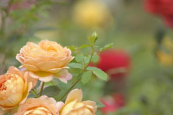 blooming, rose, flower, spring, blossom, flower Wallpaper, bloom, petal, flower Background, nature, chinese Rose