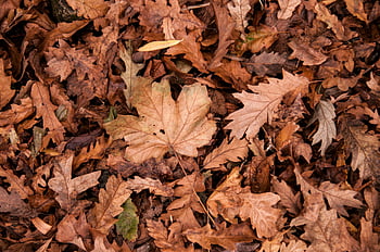 Brown Leaf, dry autumn leaves, forest ground, rich textures, colors, detailed view, fall foliage, natural scenery, seasonal change, earthy tones, leaf patterns