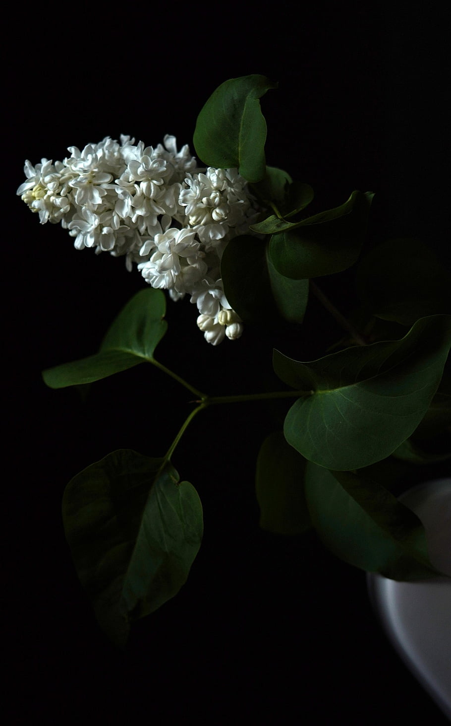 lilac, flower, plant, plant Pot, white Flowers, blossom, bloom, leaves, still Life, dark, close Up