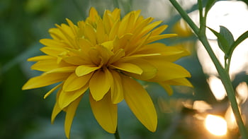 gul, blomst, tæt på, flor, blomstre, natur, kronblad, flora, blomster, farverig, baggrund