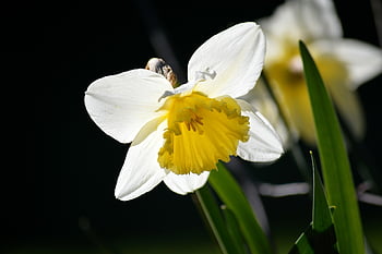 květ, velikonoční zvony, narcisy, jaro, květy, žlutý narcis, zahrada, Příroda, rostlina, jarní květiny, narcis