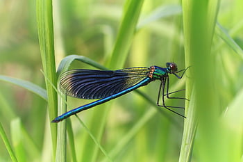 pruhovaná demoiselle, vážka, Příroda, hmyz, létající hmyz, zblízka, třpytivé, letní, demoiselle, makro, modrý