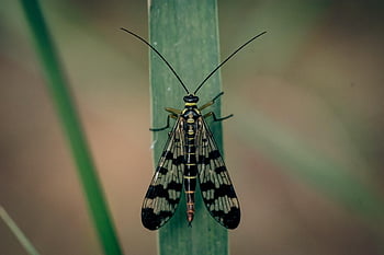 scorpionfly, hmyz, zvíře, list, panorpa communis, křídla, Příroda, rostlina, detailní
