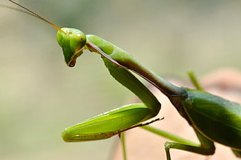 green praying mantis, close-up photography, detailed image, natural setting, insect macro, mantis closeup, green mantis, praying mantis photo, mantis in nature, insect photography, mantis details