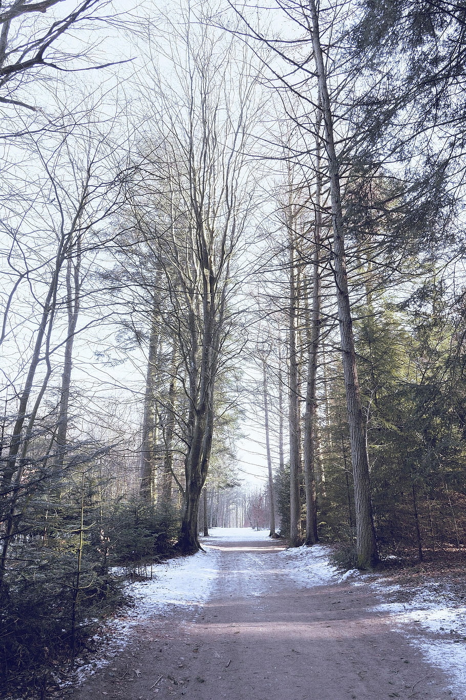 forest, forestpath, snow, landscape, winter