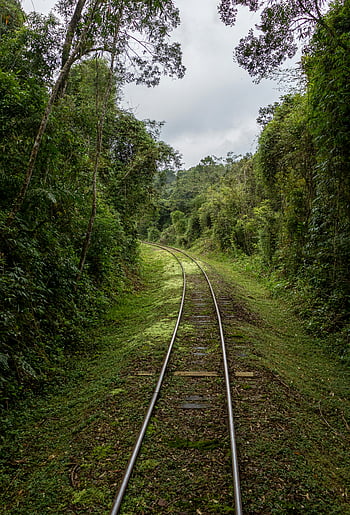 Verdant Railroad Track, Mírová železniční trať, Verdant Forest, Návrhy s tématem přírody, lesní železnice, zelená železnice, fotografování přírody, lesní cesta, železnice v lese, Klidná železnice, železnice přes les