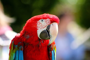 parrot, bird, nature, feather, beak, ara, colorfull, detail, view, exotic, zoo