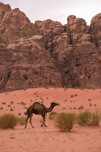 velbloud, poušť, wadi rum, Jordán, Písečná krajina, ikonická poušť, osamělý velbloud, skalnatý terén, střední východ, Vyprahlé prostředí, Přírodní krásy