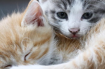 kucing, anak kucing, kucing liar, membelai, alam, hewan, gilnyangyi, bayi kucing, imut, binatang lucu
