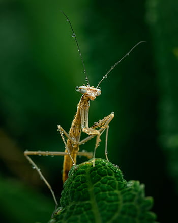 mantide, insetto, foglia, gocce d'acqua, avvicinamento, immagine dettagliata, foglia verde, insetto di mantide, mantide su foglia, macrofotografia, fotografia naturalistica