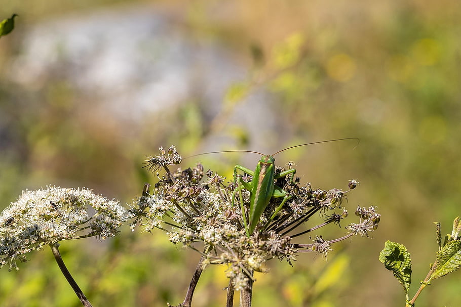 hmyz, saranče, entomologie, opylování, druh, makro, Příroda, květ, růst, zelená, zadní