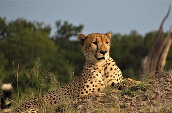 cheetah, animal, safari, mammal, big Cat, wild Animal, wildcat, predator, carnivore, feline, hunter
