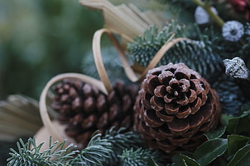 borová šiška, příchod, Vánoce, vánoční dekorace, Adventní období, vyzdobit, slavit, šťastný nový rok