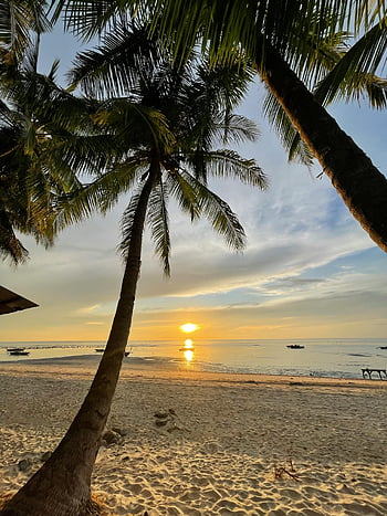 coconut tree, beach, sunset, tropical beach, Philippines, palm trees, calm sea, sunrise, sand, ocean, sky