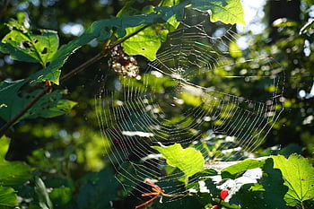 spider, arachnid, spider Web, cobweb, web, orb, weaver, insect, bug, arachnophobia, nature