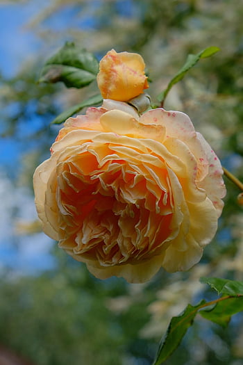 rose, flower, peach, petal, plant, background, green, blossom, flower Petals, summer, nature