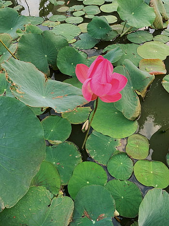 Pink Lotus Flower, vibrant pink lotus, lush green leaves, tranquil pond, lotus flower, green leaves, pond scene, nature photography, floral photography, water lily, lotus bloom