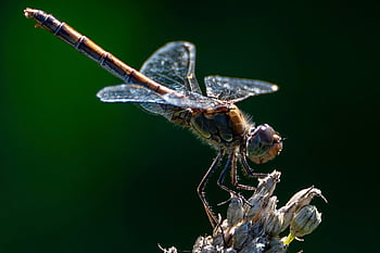 dragon-fly, insect, flying Insect, close Up, heidelibelle, macro, nature