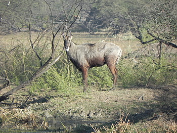 nilgai, antilopa, boselaphus tragocamelus, nilgau, modrý býk, zvíře, mužský, býložravec, divoký, bharatpur, Příroda
