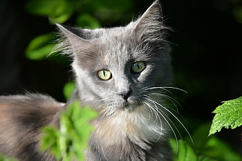 kathy, gato, coon maine, olhos, cinzento, orelhas, bigode, animal, retrato, pele, animais