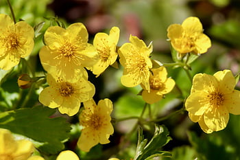 calendula di palude, fiori gialli, petali, stami, caltha palustris, bellissimi fiori, pianta, natura