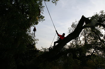 tree Climbers, arborist, felling, tree, nature, wood, forest, tree Trunk, leaves, fall, structure