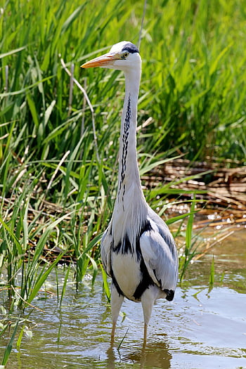 gray Heron, heron, bird, ardea Cinerea, animal, wildlife, plumage, beak, lake, nature