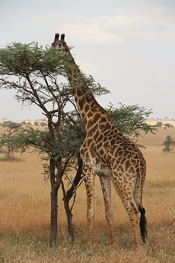girafe, Afrique, safari, sa, animal, cou, mammifère, la nature, africain, faune, sauvage