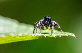 クモ、 昆虫、 パチョミウス、 ジャンピングクモ、 動物、 自然、 野生動物、 閉じる、 カラー画像、 緑色、 フォーマルガーデン