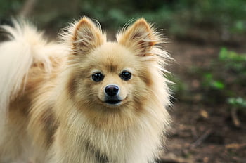 犬、 ペット、 ポメラニアン、 犬歯、 動物、 自然、 毛皮、 鼻、 哺乳類、 犬の肖像画、 動物の世界