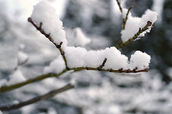 la neve, freddo, paesaggio invernale, bianca, inverno, magia invernale, brina, cristalli di ghiaccio, paesaggio innevato, natura, gelato