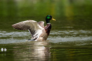 pták, kachna, ornitologie, divoká kachna, druh, fauna, ptačí, zvíře, zobák, volně žijících živočichů, peří