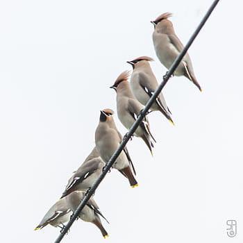bohémský vosk, Bombycilla Garrulus, pták, kongsberg, Norsko, Říjen 2013, kánon 60d, Sigma 150-500 mm, fotografování divoké zvěře, prohlížení ptáků, Evropské druhy