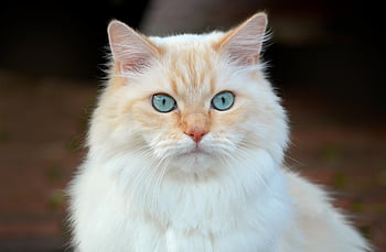 kat, indenlandske kat, udendørs, dyr, opmærksom, dyreliv, nysgerrig, natur, husdyr, kat krop, pattedyr