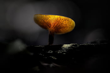 fungo, pianta, fungo velenoso, micologia, fungo del disco, foresta, selvaggio, natura