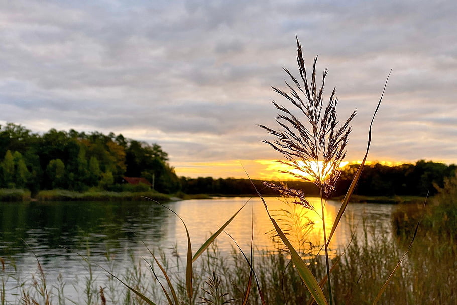 západ slunce, rybník, jezero, rákos, večer, nebe, voda, Příroda, atmosférický, banka, abendstimmung