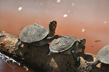 Brown Sea Turtle, river turtles, tree branch, log, soaking sun, water, wildlife, nature, reptiles, outdoor, habitat