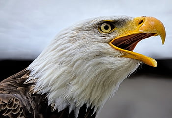 aquila, aquila calva, uccello, raptor, uccello rapace, cacciatore, predatore, aviaria, ornitologia, piume, becco