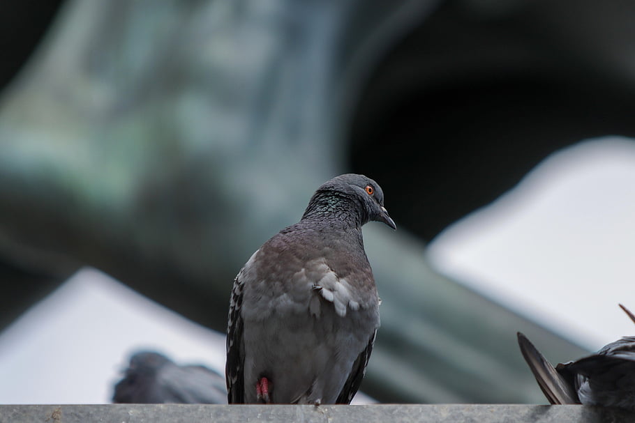 pigeon, bird, perched, animal, feathers, plumage, beak, bill, nature, ornithology, animal World