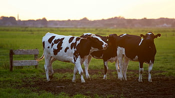 Black-and-white Cows, Holstein cows, lush grassy field, sunset, serene rural scene, farm animals, dairy cows, pastoral landscape, countryside scenery, agricultural setting, evening light