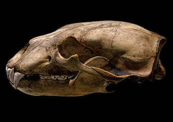 polar Bear Skull, ursus Maritimus Skull, skull, bones, skeleton, nature, animal Skull, death
