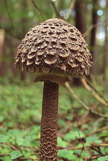 houba, slunečník houba, les, mech, podzim, Příroda, houbaření, lesní rostlina, zblízka, makrolepiota procera