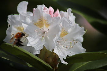 rhododendron, blossoms, shrub, white, bloom, nature, insect, bumblebee, pollinate, nectar, garden