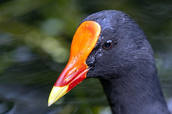 ムーア、 鳥、 一般的なムーア、 湖、 池、 ガリヌラクロロプス、 Waterhen、 スワンプチキン、 水鳥、 動物、 自然