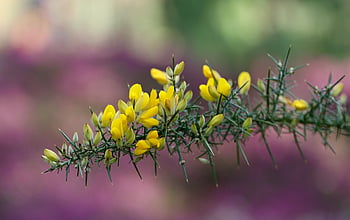 scopa, ginestra, piccolo fiore, germoglio, ulex parviflorus, arbusto ornamentale, arbusto, fiori gialli, fiori
